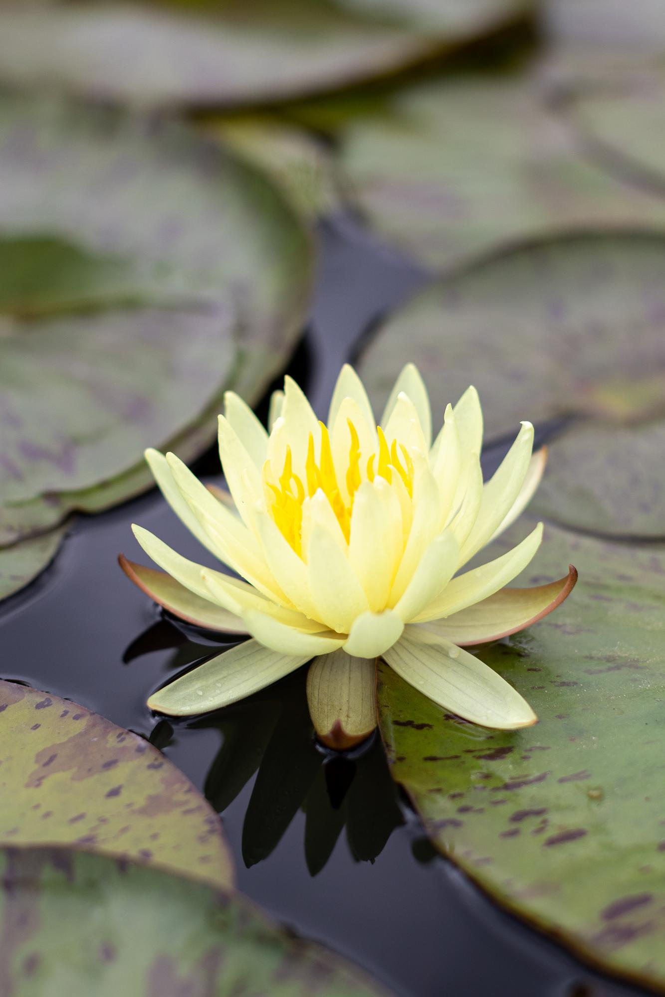 Кувшинка Gold Medal