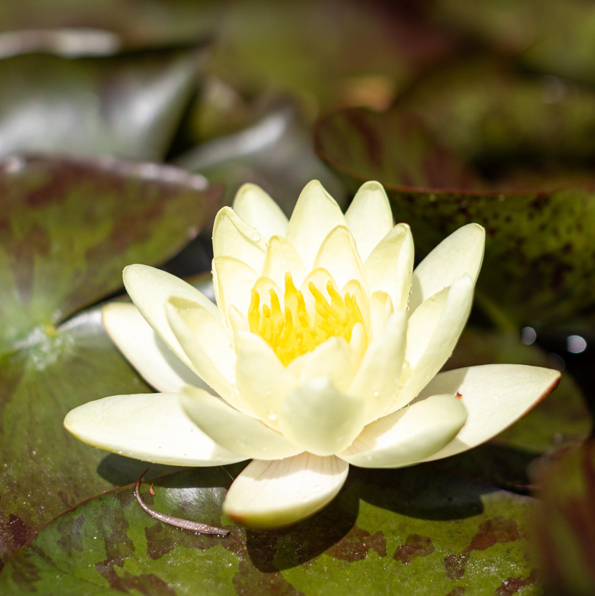 кувшинка marliacea chromatella