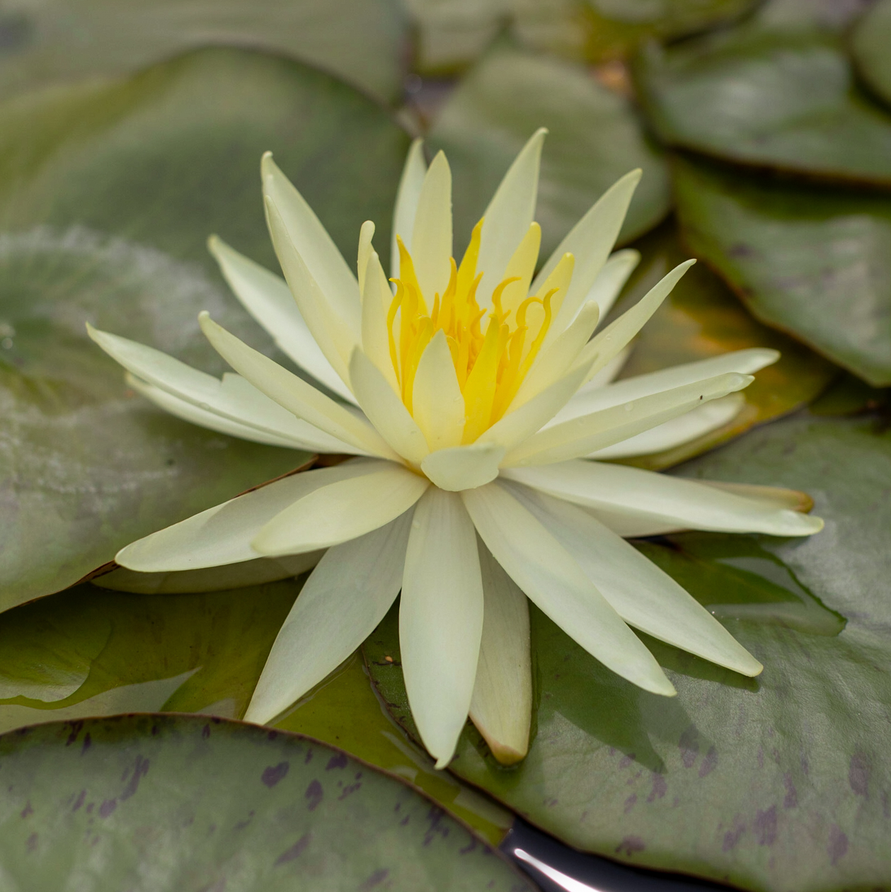 Кувшинка Yellow Queen