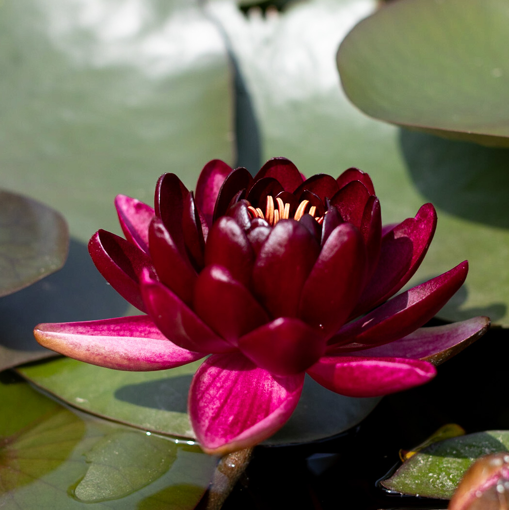 кувшинка black princess