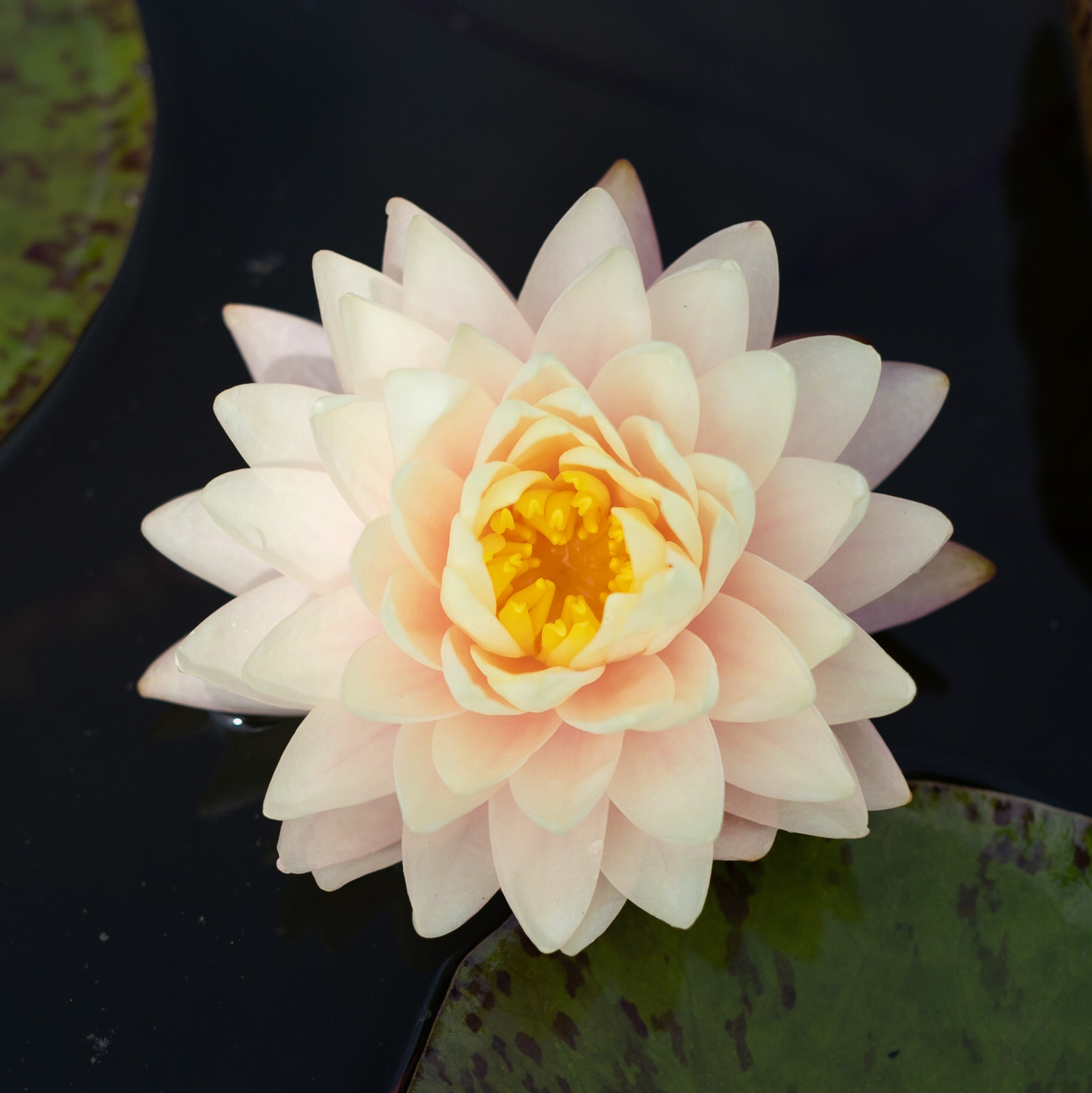 кувшинка blushing bride