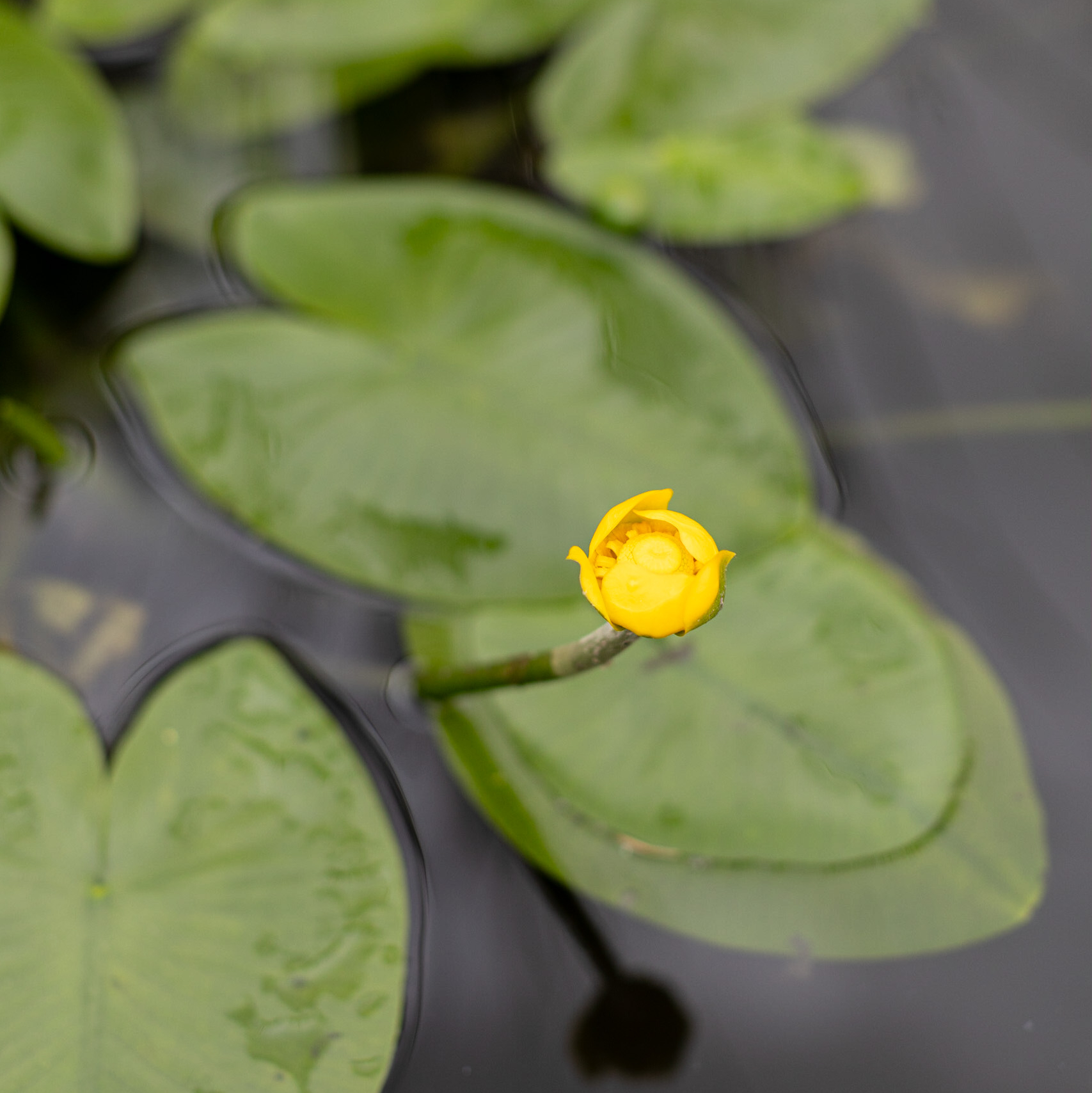 кубышка желтая