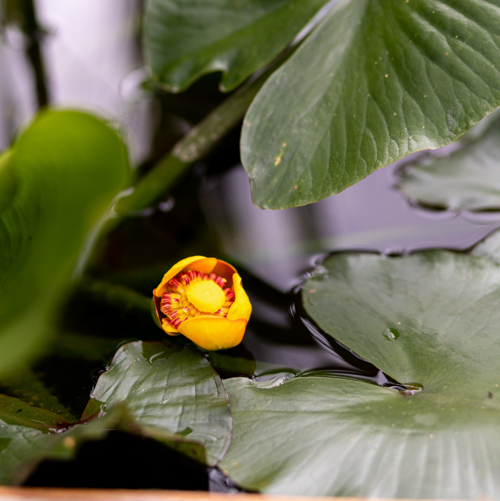 кубышка желая адвена