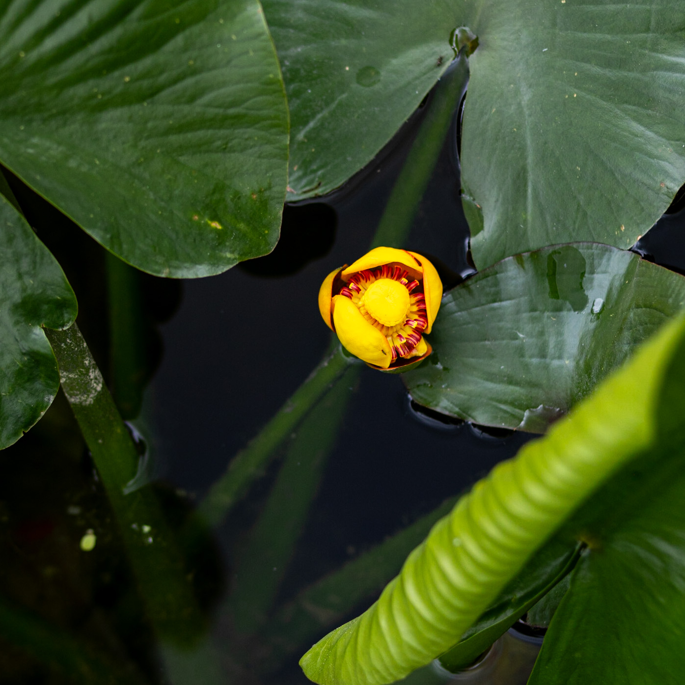 кубышка желтая Адвена