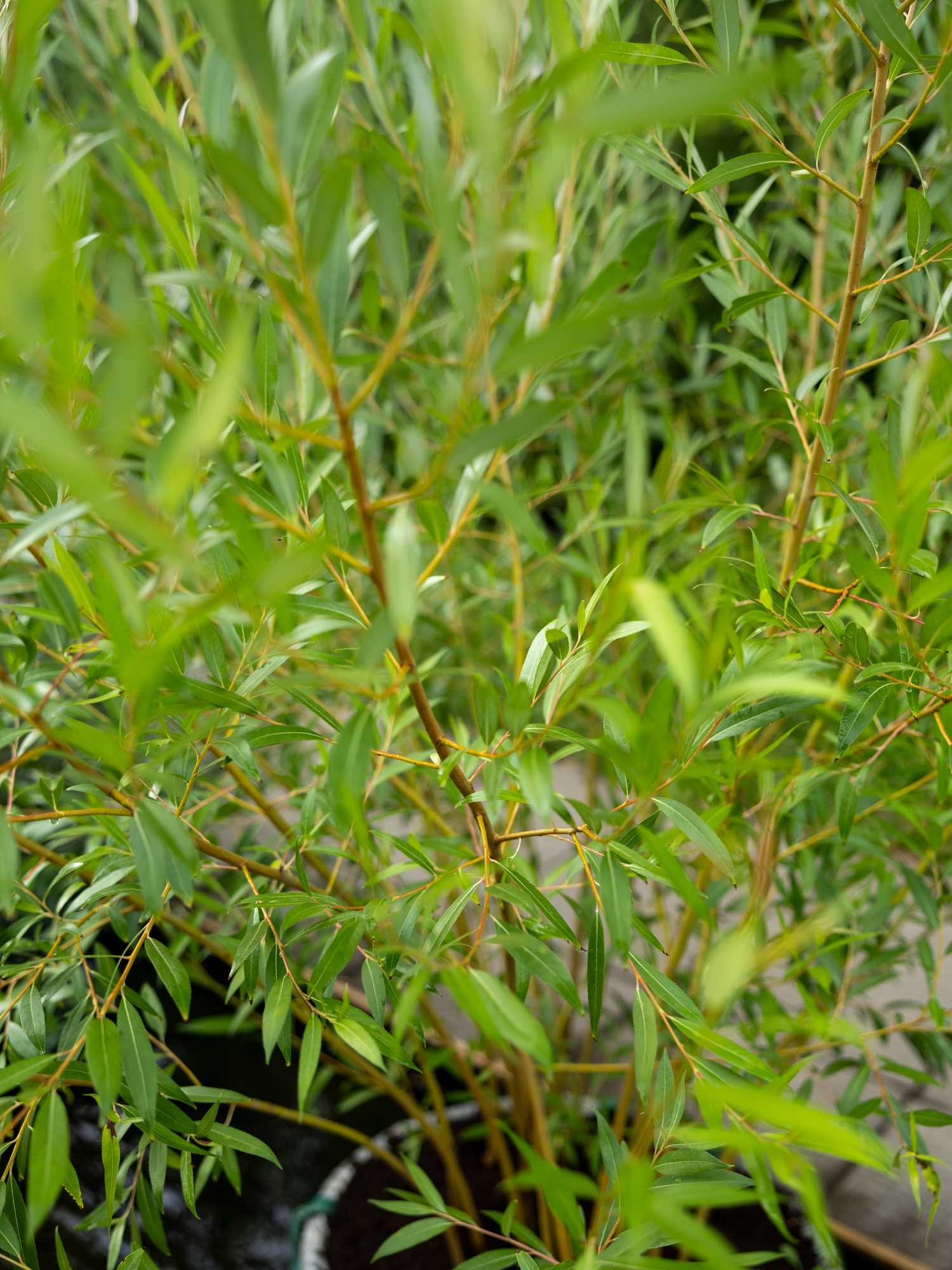 Ива Босфордиана