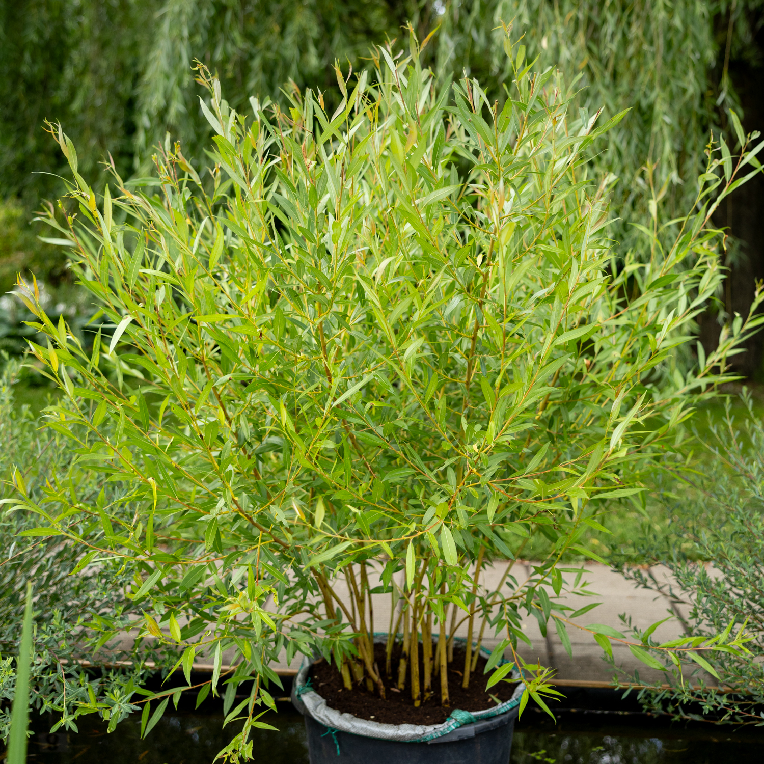 ива босфордиана