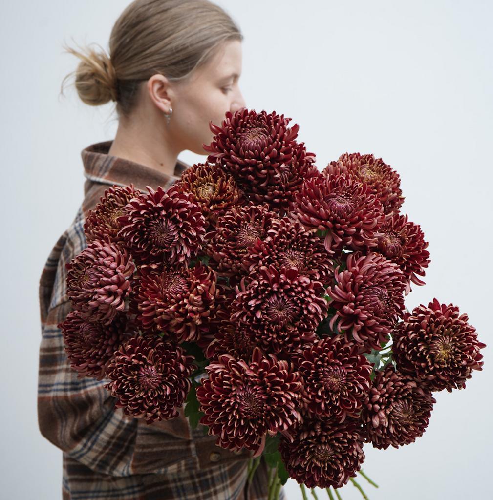 Монобукет из шоколадных хризантем Бигуди