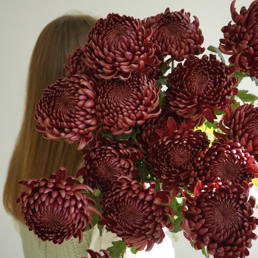 Монобукет из шоколадных хризантем Бигуди