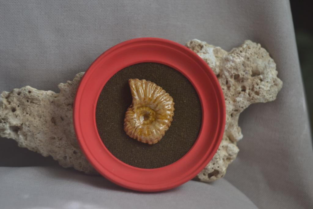 Панно на стену среднее "Аммонит"