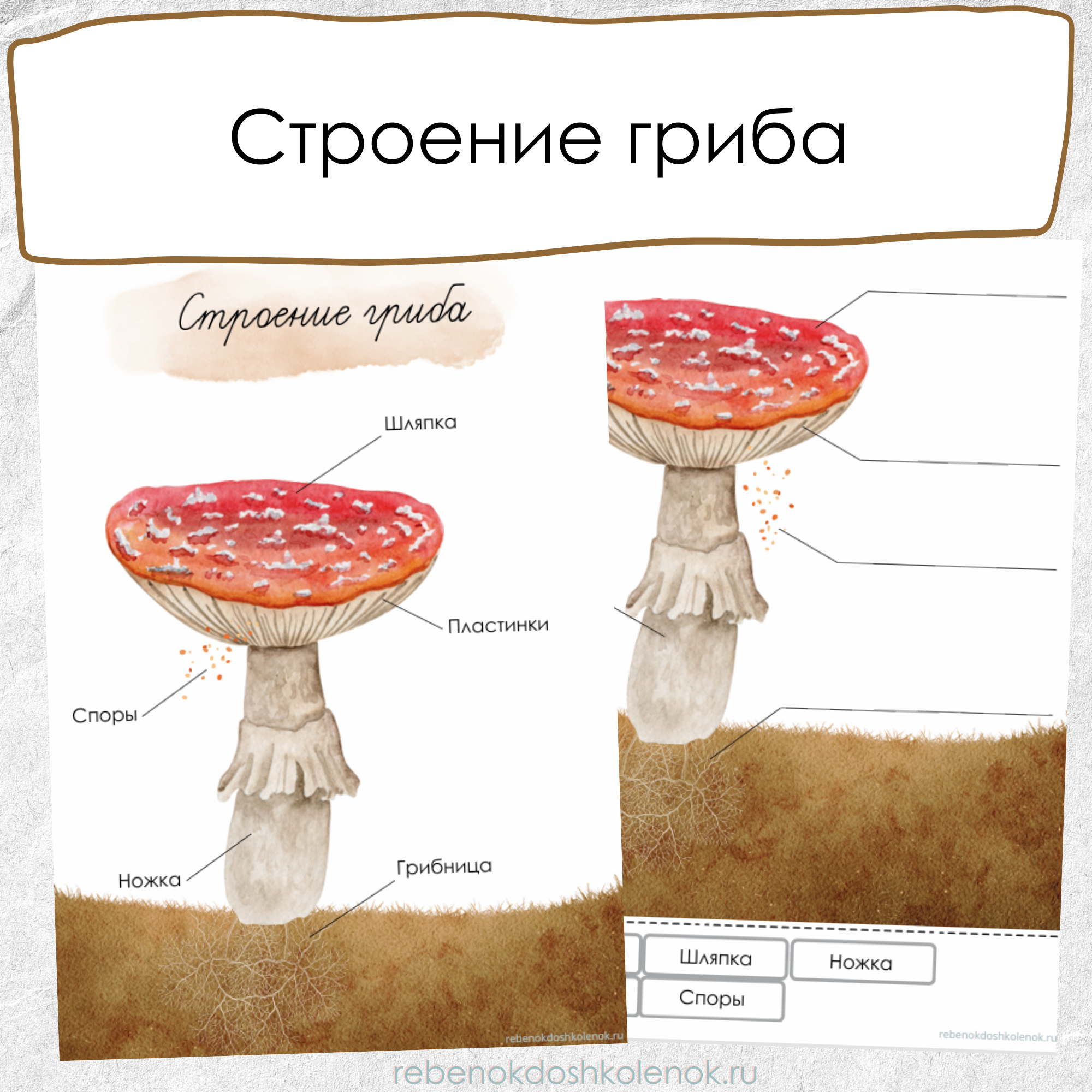 Строение гриба