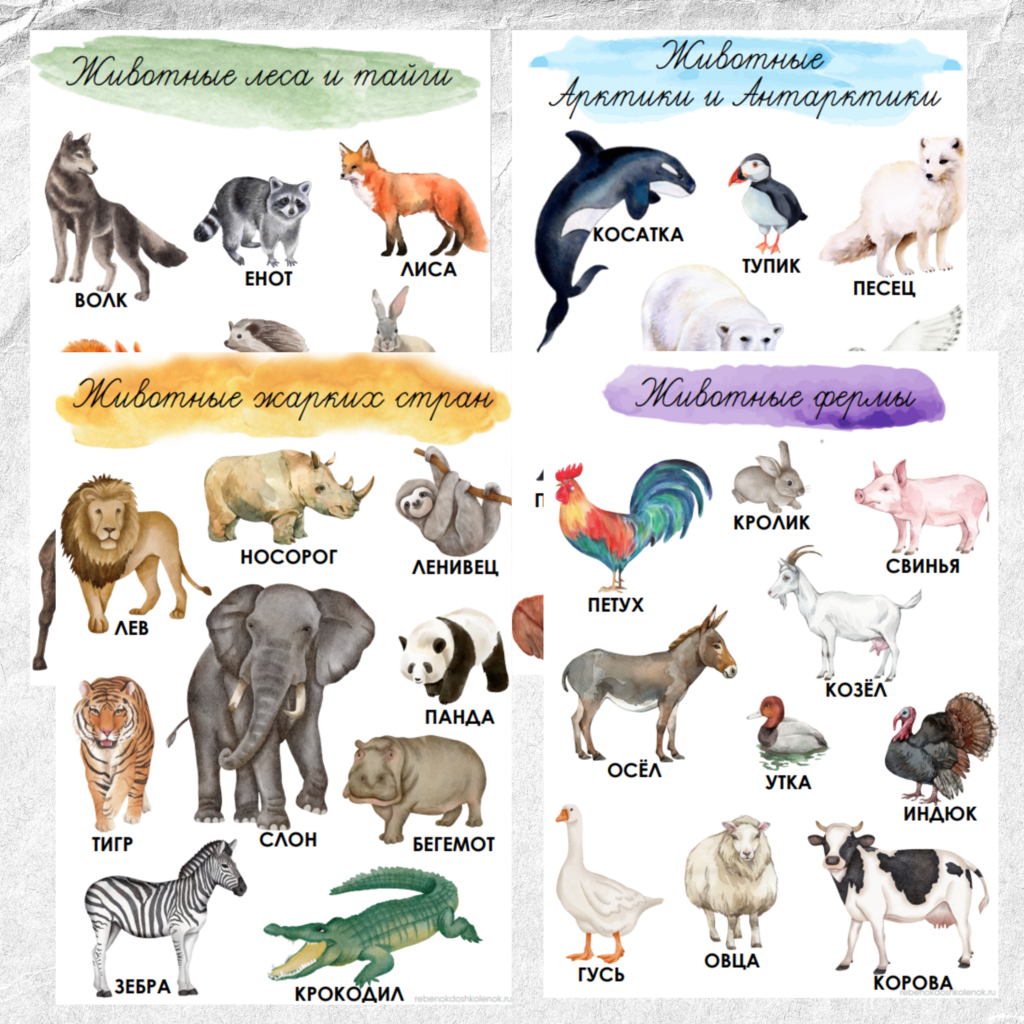 Плакаты о животных, печатные буквы