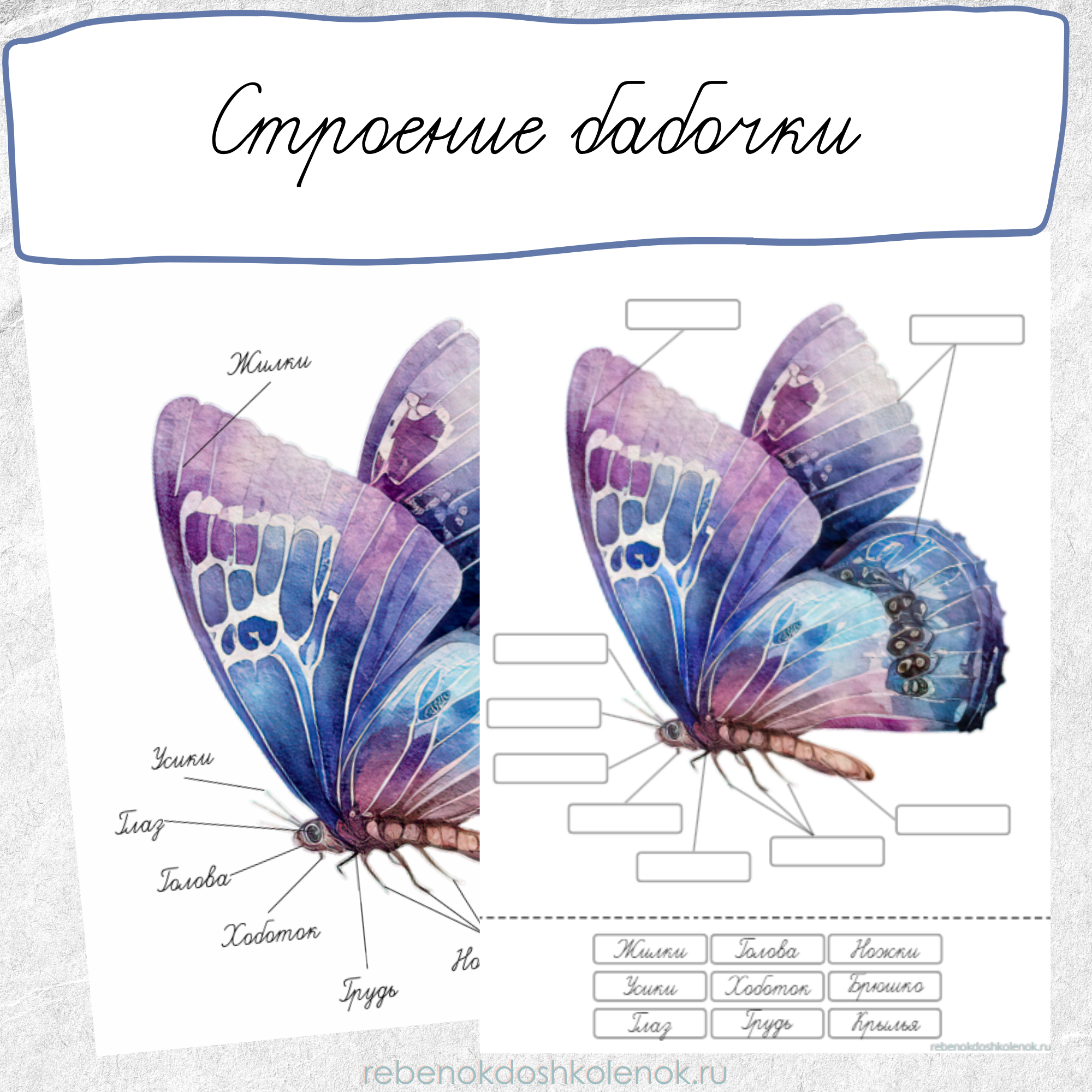 Строение бабочки