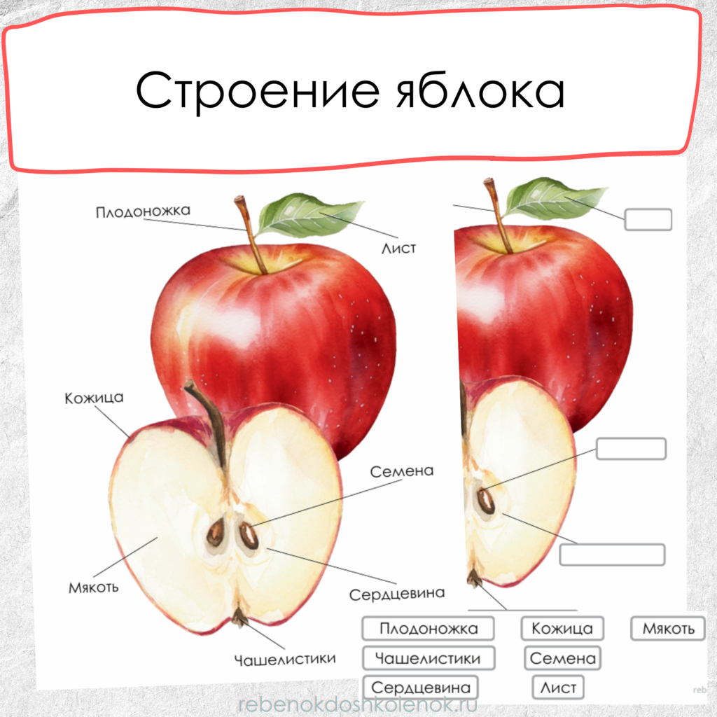 Строение яблока