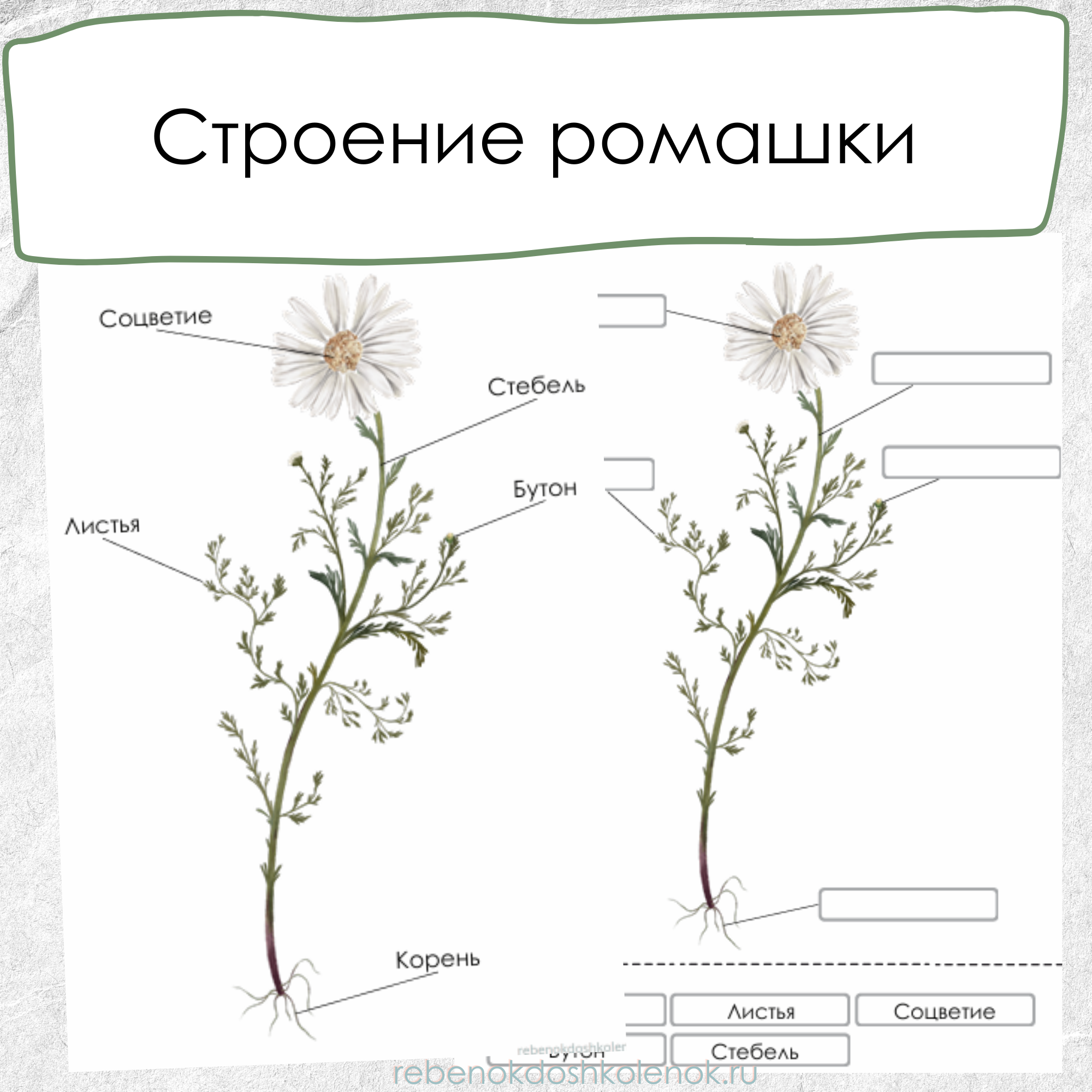 Строение ромашки