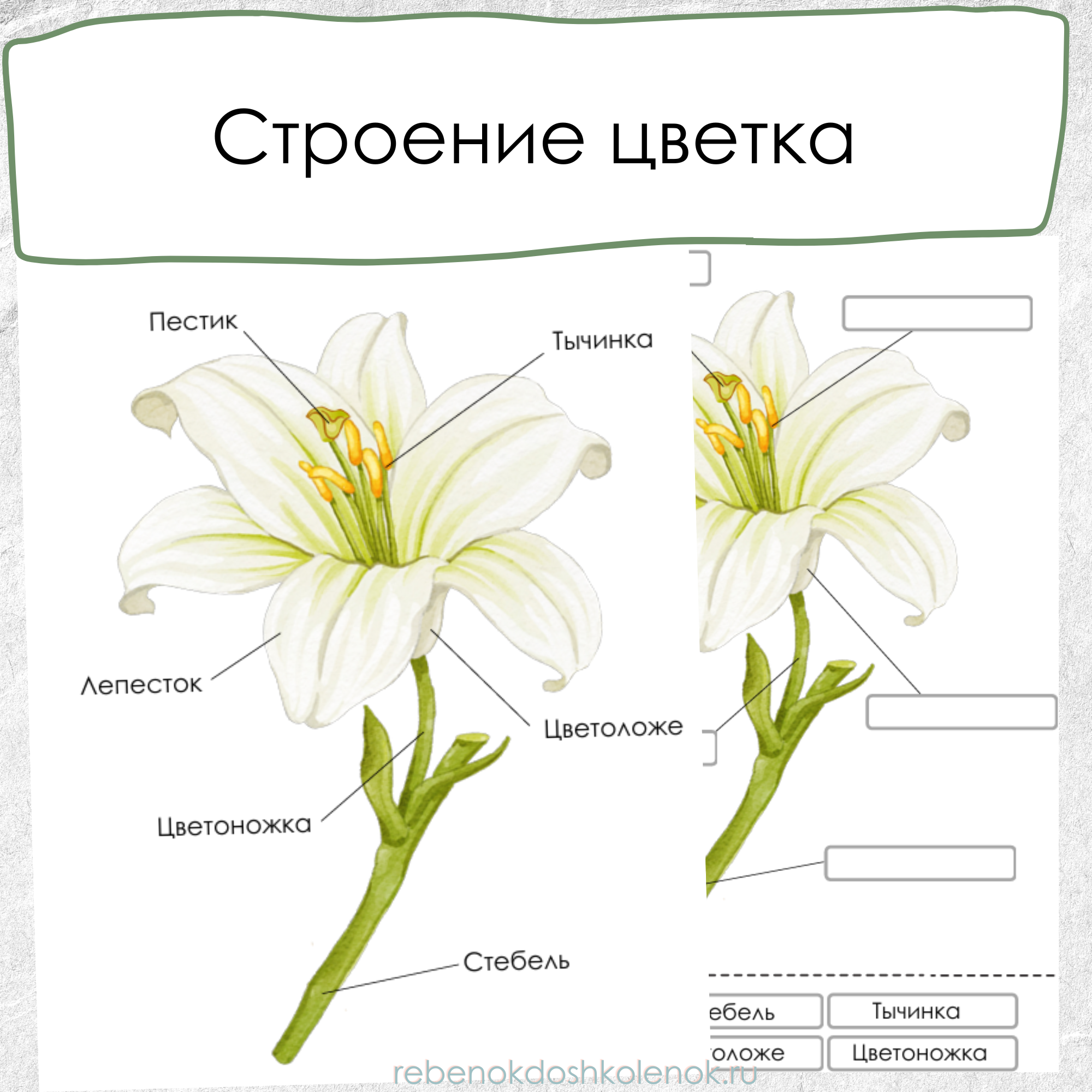 Строение цветка