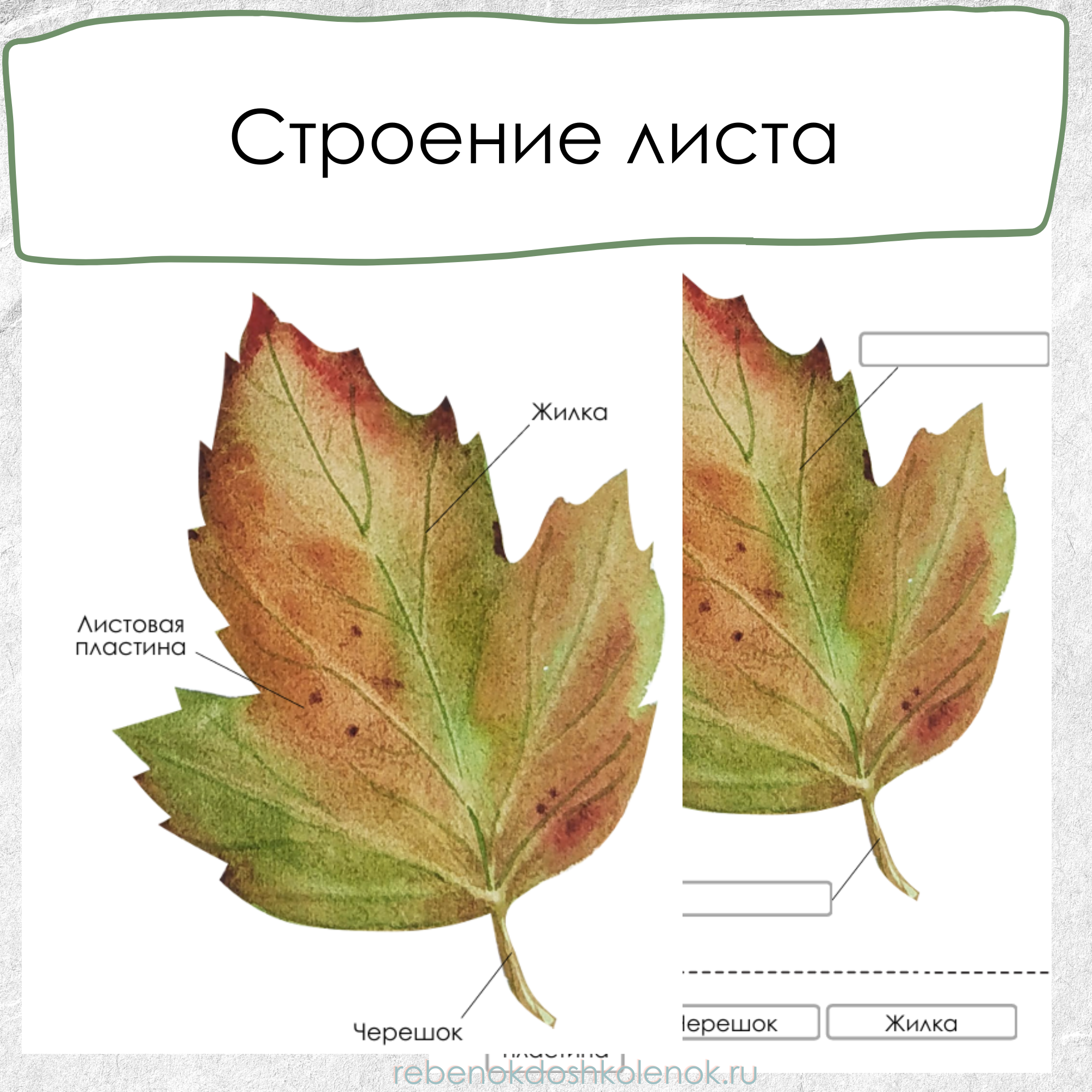 Строение листа