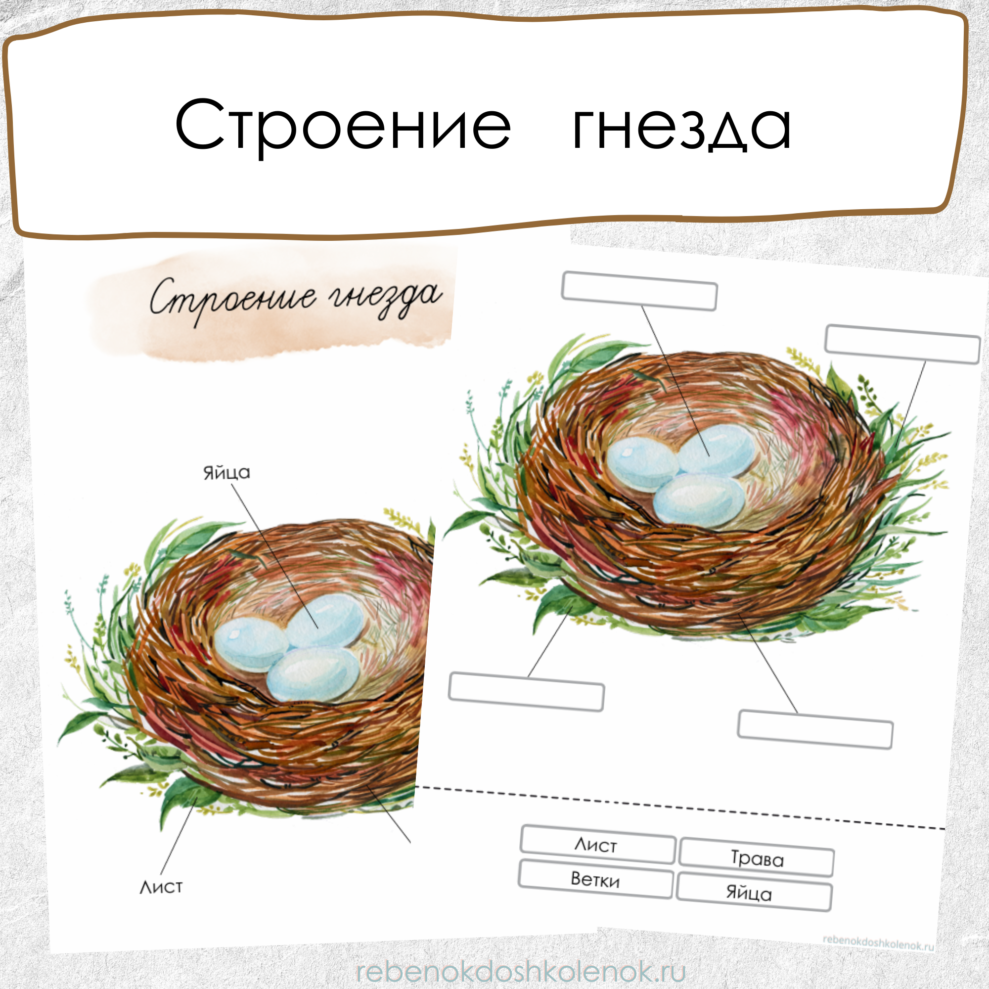 Строение гнезда