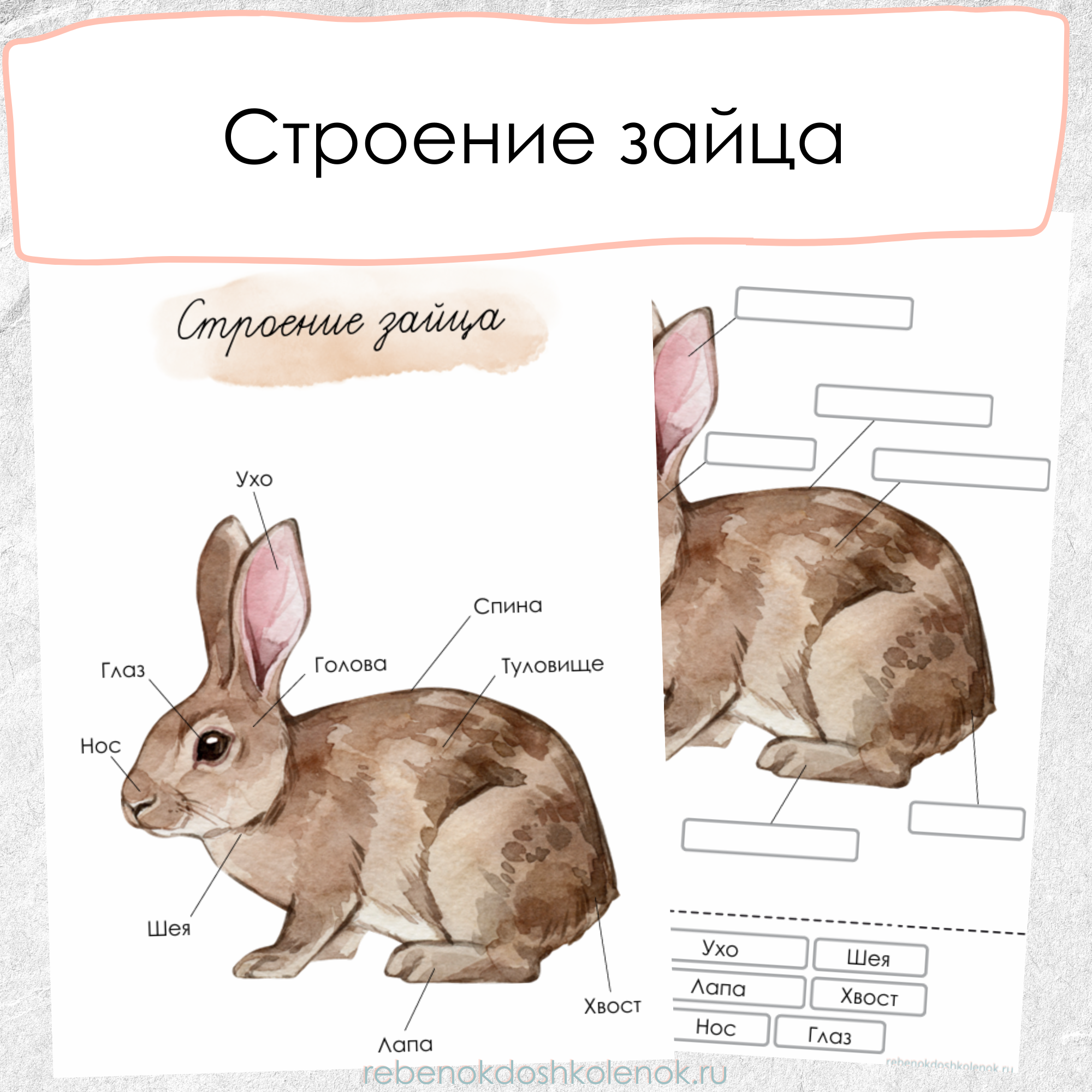 Строение зайца