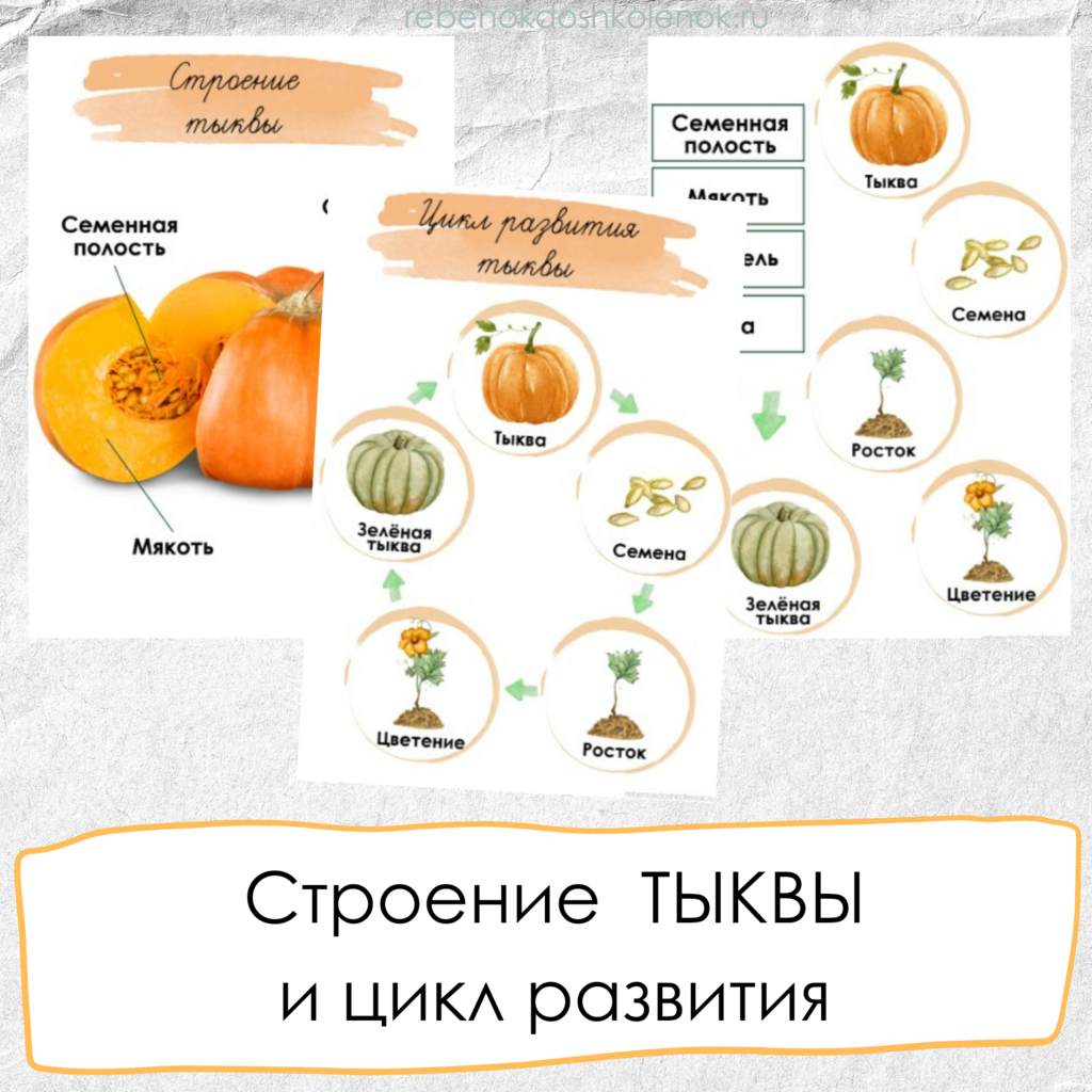 Строение и цикл развития ТЫКВЫ