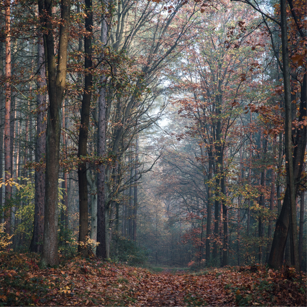 Заземление. Обнуление. Генезис