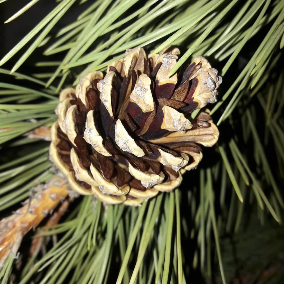 Кадильные свечи, аромат "Кедр"