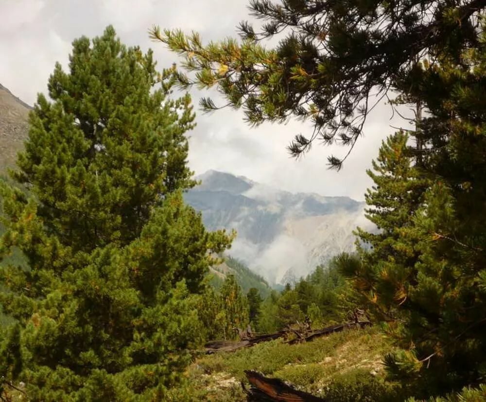 Кадильные свечи, аромат "Кедр"