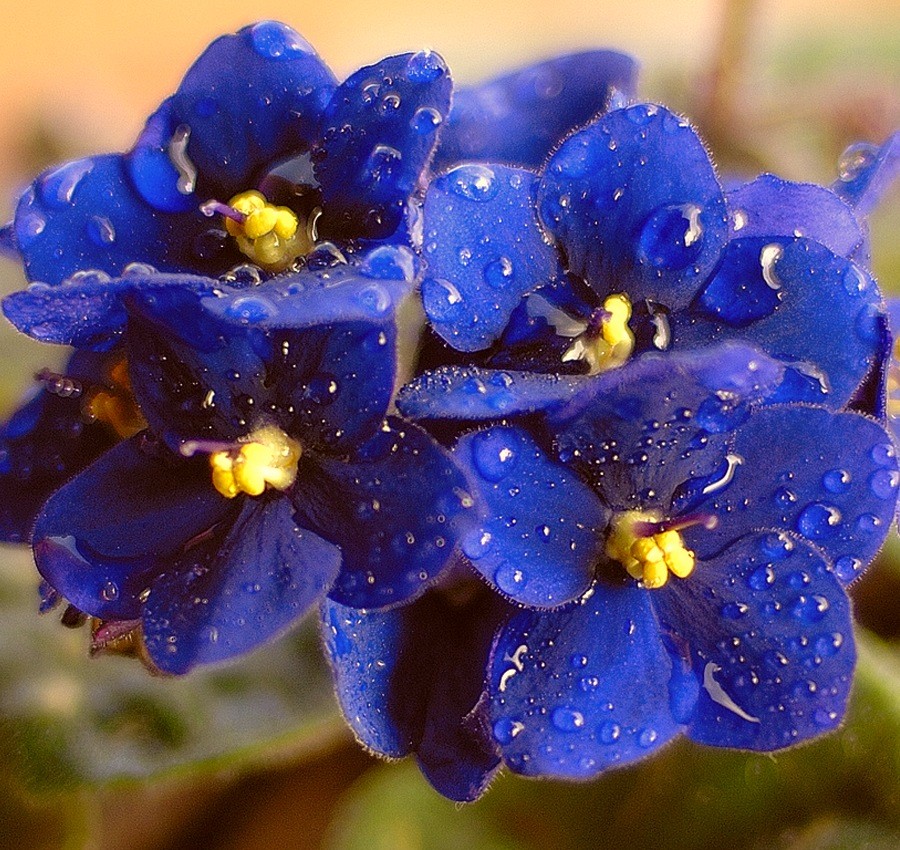 Кадильные свечи, аромат "Фиалка"