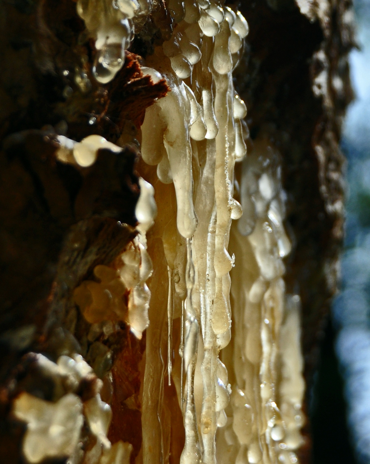 Кадильные свечи, аромат "Даммар"
