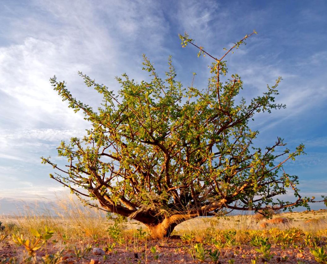 Кадильные свечи, аромат "Смирна"