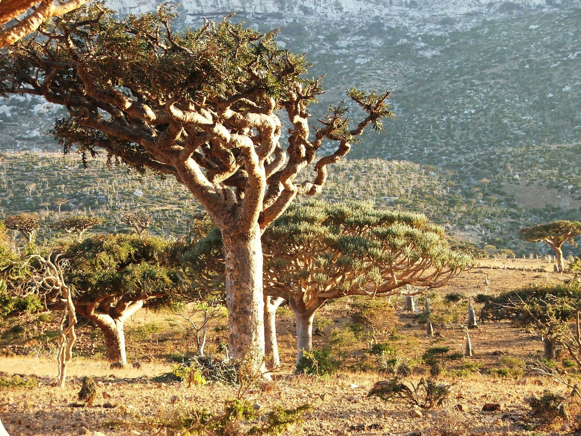 Кадильные свечи, аромат "Ладан"