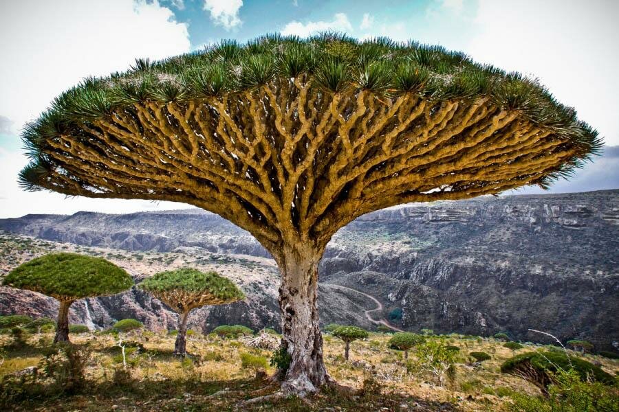 Кадильные свечи, аромат "Мирра"