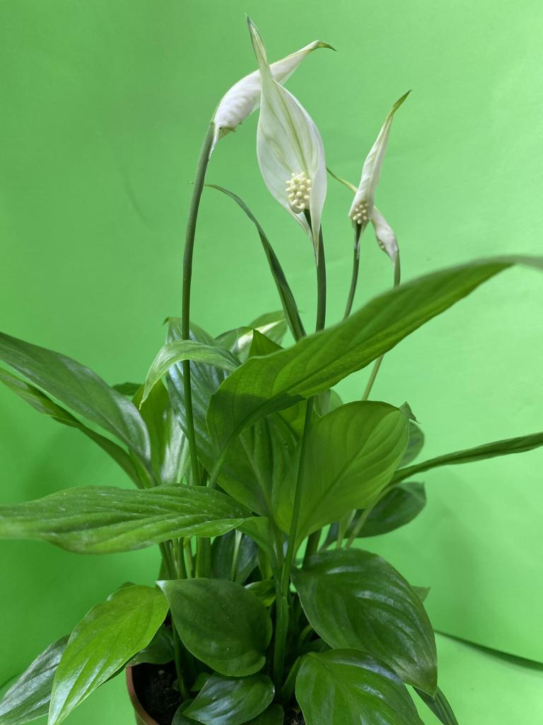 Спатифилум