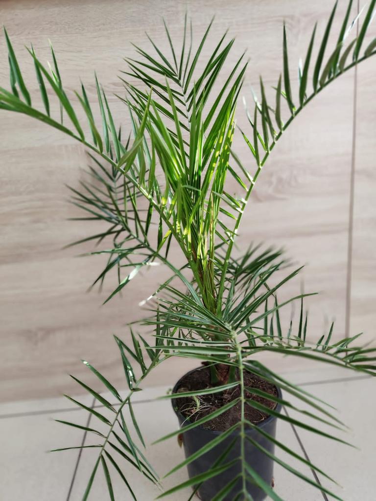 Финиковая пальма