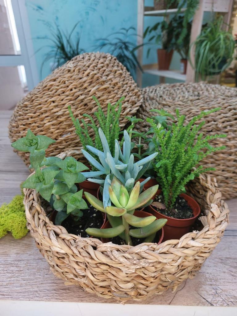 Суккуленты