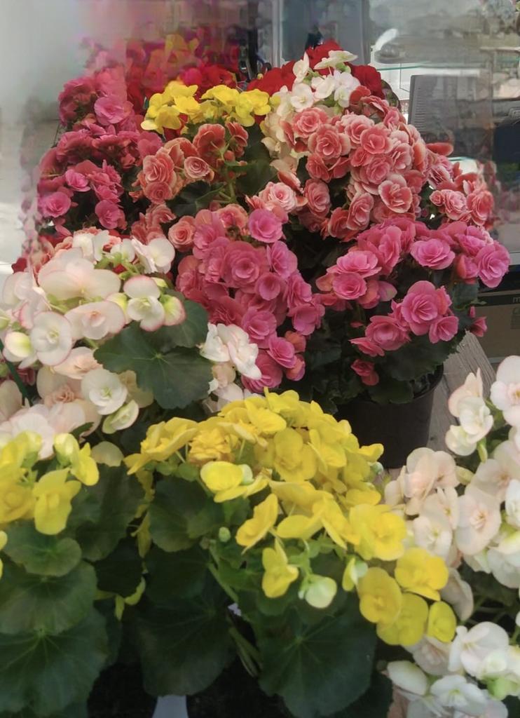 Бегония микс