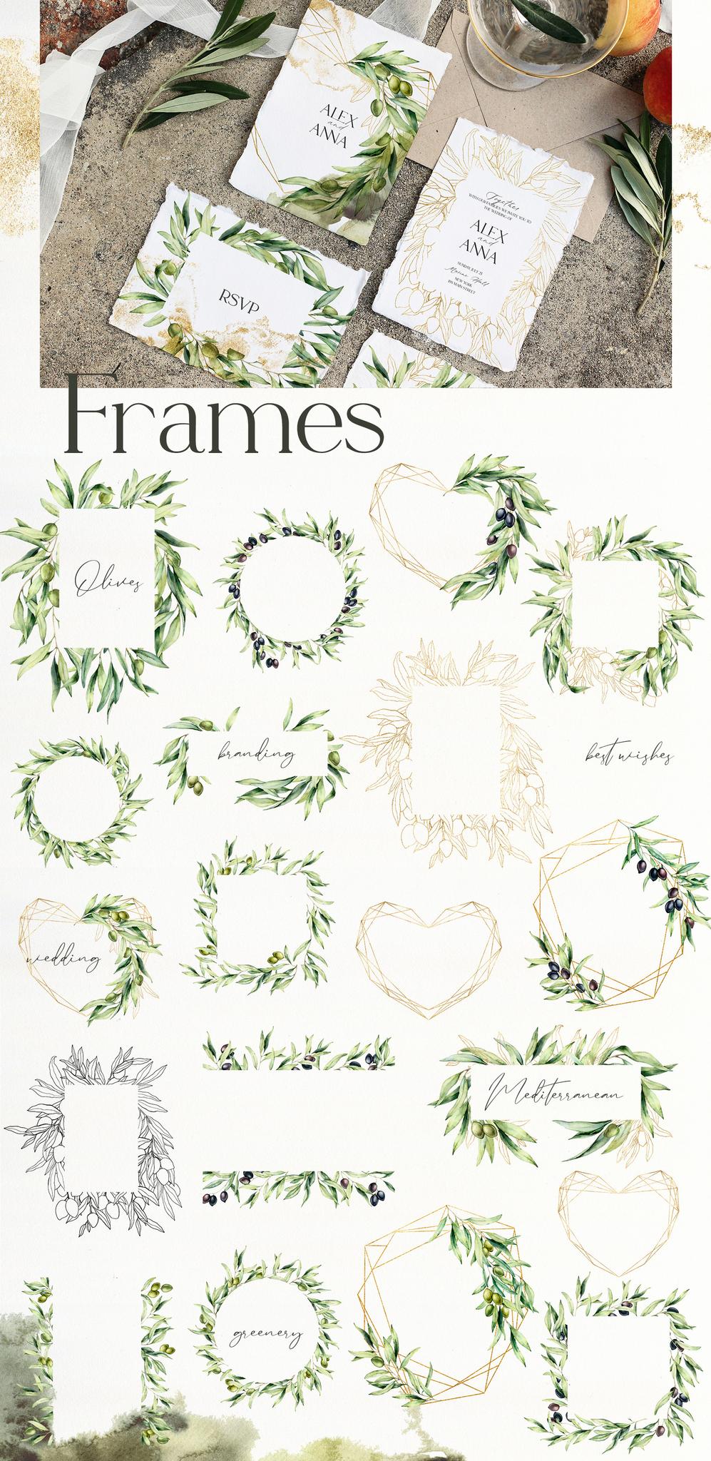 Olive Branch Foliage Illustrations | Watercolor & Vector Botanical art