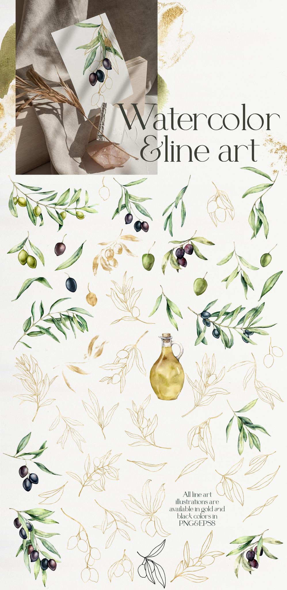Olive Branch Foliage Illustrations | Watercolor & Vector Botanical art