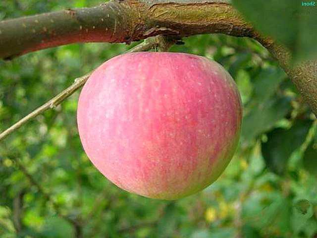 Яблоня "Женева"