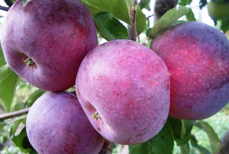 Яблоня "Вильямс прайм"