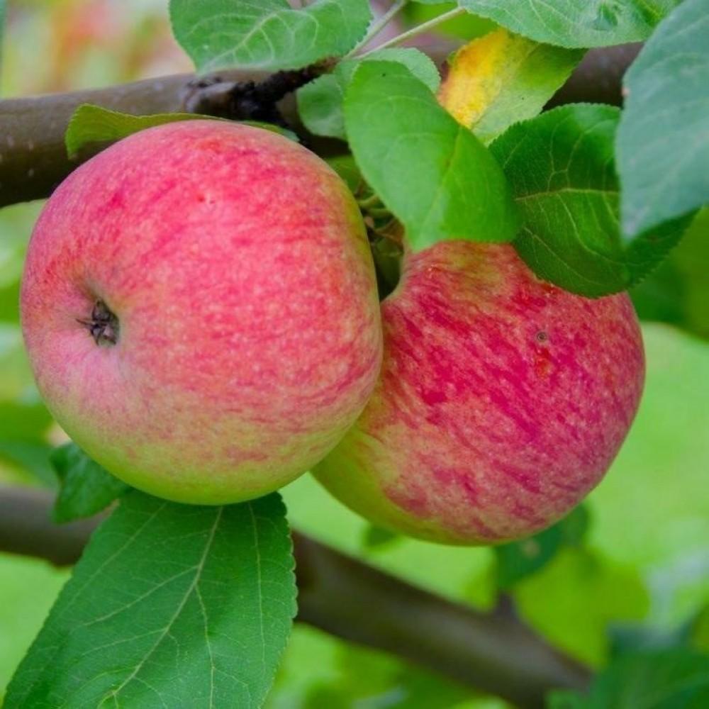 Яблоня "Мельба"