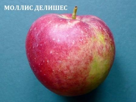 Яблоня "Моллис Делишес"