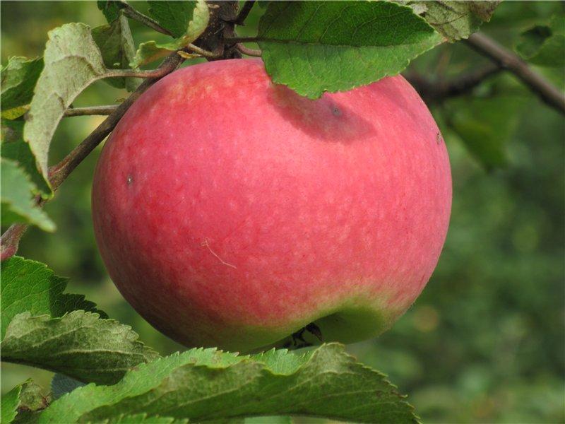 Яблоня "Рашида"