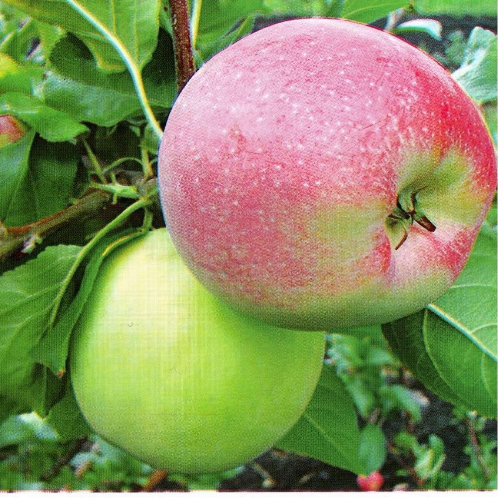 Яблоня "Благовест"