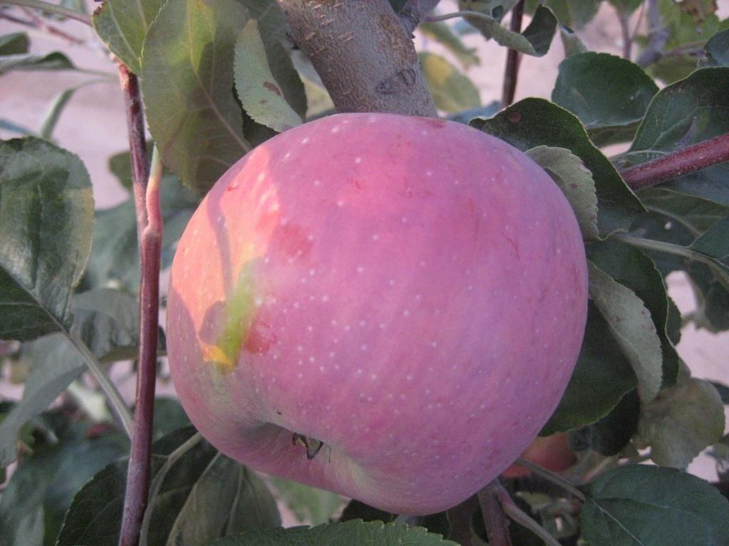 Яблоня "Беркутовка"