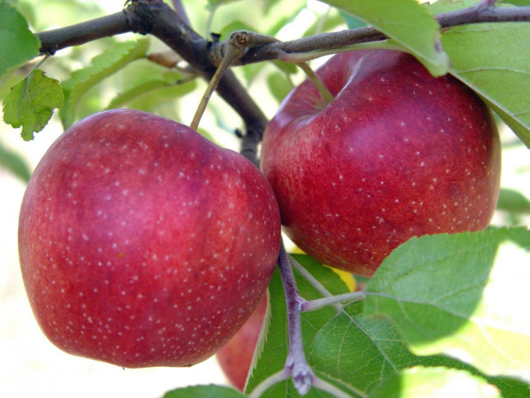 Яблоня "Джонатан"