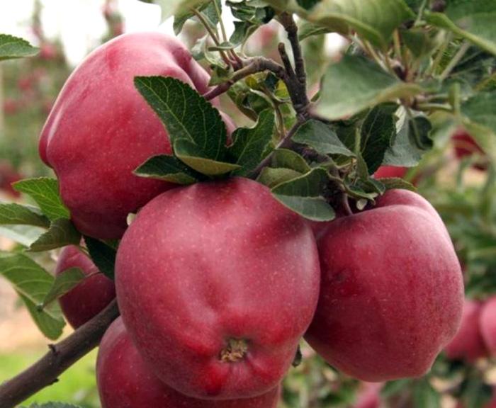 Яблоня "Старкримсон"