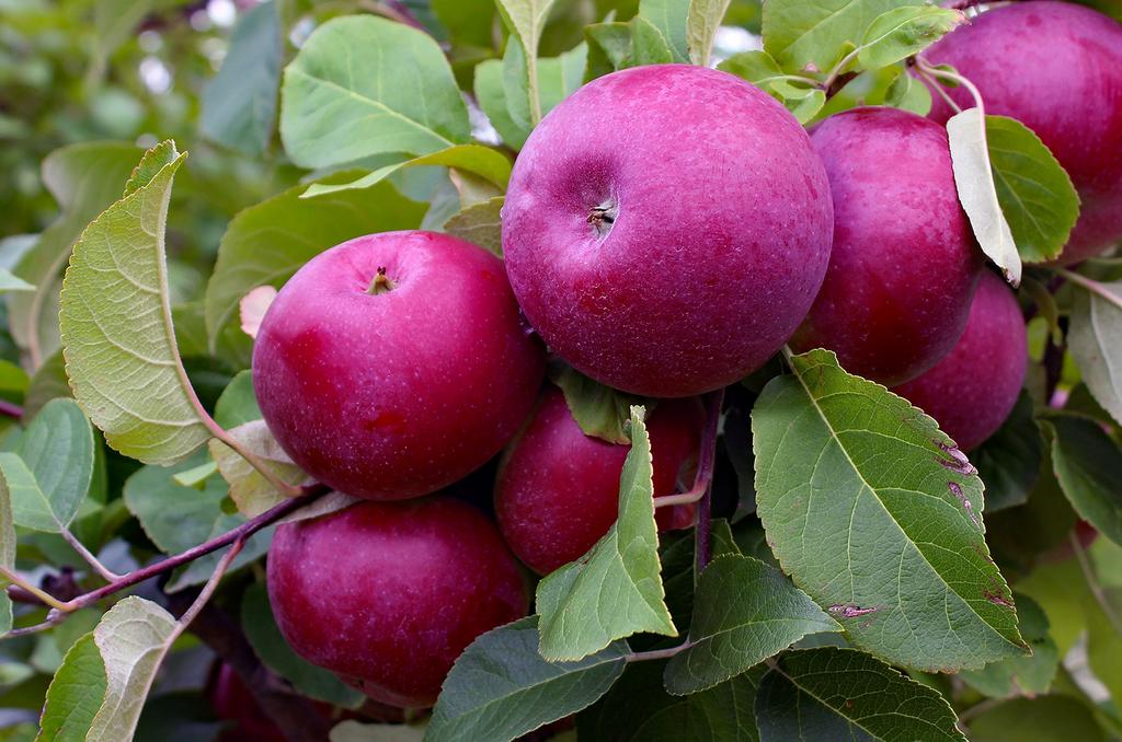 Яблоня "Ред крафт"