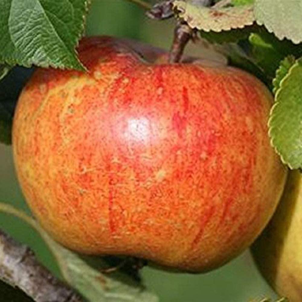 Яблоня "Кидс оранжред"