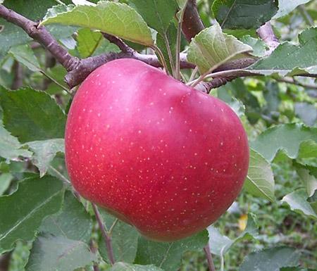 Яблоня "Мелроуз"