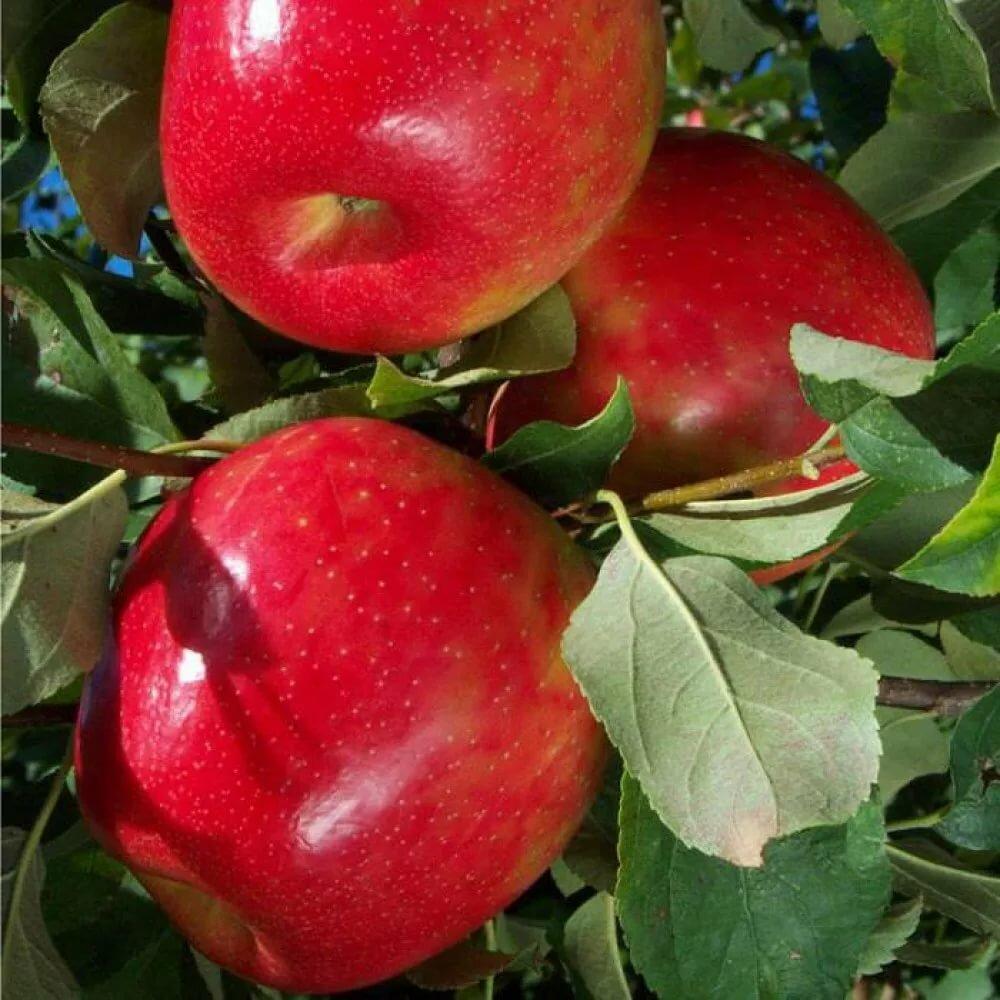 Яблоня "Хани криспи"